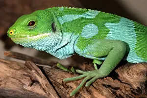 Fasciatus: Fiji Banded Iguana - male