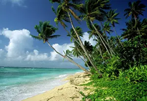 Coconuts: Fiji - one of the best shelling beaches in the world