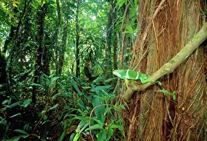 Brachylophus: Fiji / Fijian Crested IGUANA - Male, endangered
