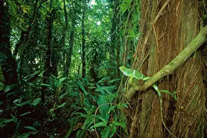 Brachylophus: Fiji / Fijian Crested IGUANA - perched on rainforest vine