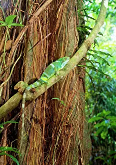 Brachylophus: Fiji / Fijian Crested IGUANA - on tree