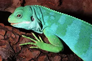 Fasciatus: Fiji Island Banded Iguana