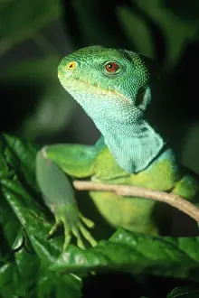 Fiji: Fiji Island Iguana