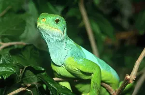 Fiji: Fiji Island Iguana