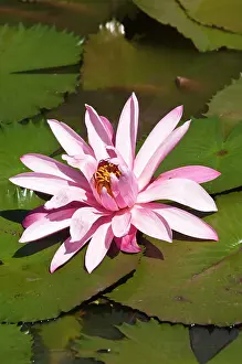 Defreitas: Fiji, Viti Levu Island. Water lily flower