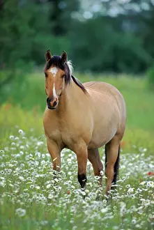 Quarterhorse: Fijord Quarterhorse standing in meadow of wildflowers