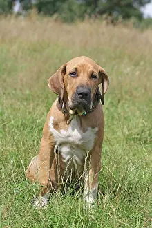 Brasileiro: Fila Brasileiro, 3 months, sitting on a meadow Fila