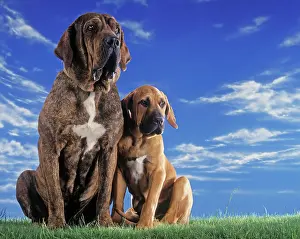 Brasileiro: Fila Brasileiro / Brazilian Mastiff Dog - two sitting