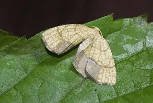 Looper: Filament-bearer looper moth, Nematocampa limbata