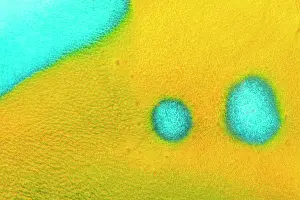 Vent: Filament-finned Parrotfish (Scarus altipinnis) close-up