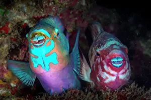 Vent: Filament-finned Parrotfish (Scarus altipinnis) pair