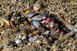 Prawn: Filament-finned prawn-goby, Stonogobiops nematodes, with Alp