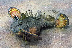 Synanceiidae: Filament Finned Stinger (Inimicus filamentosus)