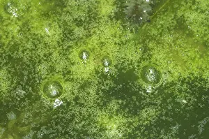 Eutrophic: Filamentous algae on pond
