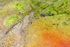 Bacterium: Filamentous bacteria colonies in a stream of the