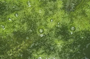 Eutrophic: Filamentous pond algae