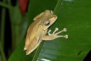 File: File-eared Tree Frog
