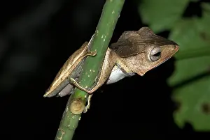 File: File-eared Tree Frog