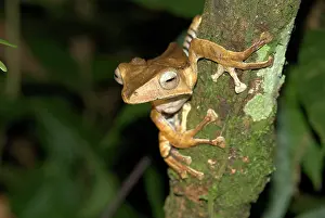 File: File-eared Tree Frog