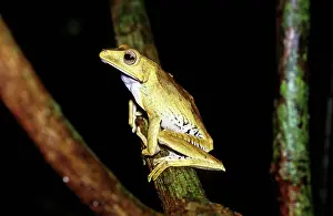 File: File-Eared Tree Frog