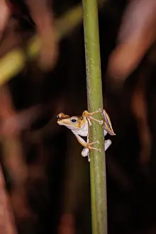 Sabah: File Eared Tree Frog