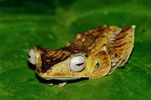 File: File-eared Tree Frog - hides among giant leaves