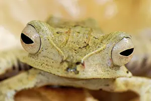 File: File-eared Tree Frog / Whipping Frog