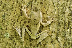 File: File-eared Tree Frog / Whipping Frog