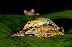 File: File-eared Tree Frogs mate (and one watches in