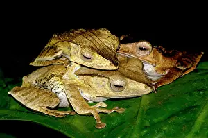 File: File-eared Tree Frogs - mate on giant leaves of