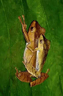 File: File-eared Tree Frogs mating pair on a leaf in