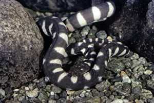 File: File snake