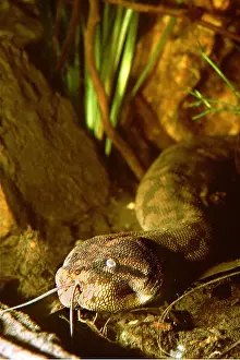 File: FILE SNAKE - close up of head