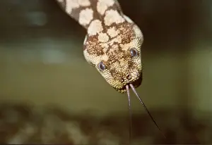 File: FILE SNAKE - Showing Tongue