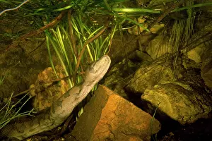 File: File snake - underwater, about to