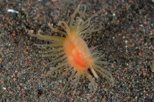 File: Fileclam - Kuangi dive site, Tulamben, Karangasem