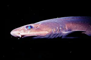 Filetail Catshark - deep sea 300 - 4100 feet
