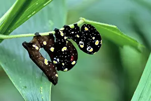 Caterpillars: Filipino Caterpillars