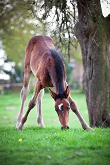 Filly: Filly, 4 weeks, trotter, first grazing