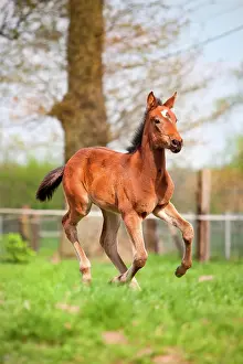 Filly: Filly, 4 weeks, trotter, gallopping on meadow