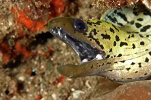 Fimbriatus: Fimbrated Moray Eel