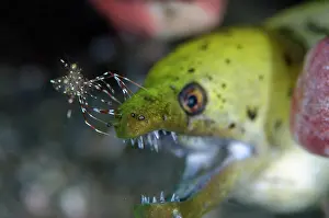 January: Fimbriated Moray with Clear Cleaner Shrimp