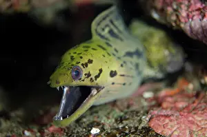 Straits: Fimbriated Moray Eel