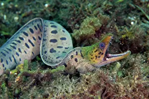 Free: Fimbriated Moray - freeswimming - Sidem Dive Site