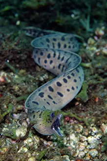 Free: Fimbriated Moray - freeswimming - Sidem Dive Site
