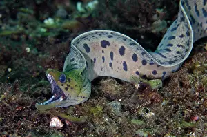 Free: Fimbriated Moray - freeswimming - Sidem Dive Site