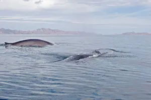 Balaenoptera: Fin / Finback Whale