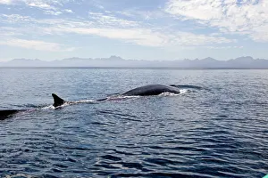 Balaenoptera: Fin / Finback Whale