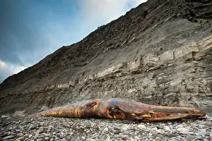 Balaenoptera: Fin Whale