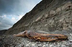 Balaenoptera: Fin Whale